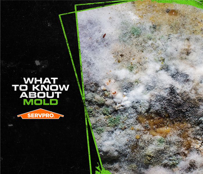 what to know about mold servpro poster