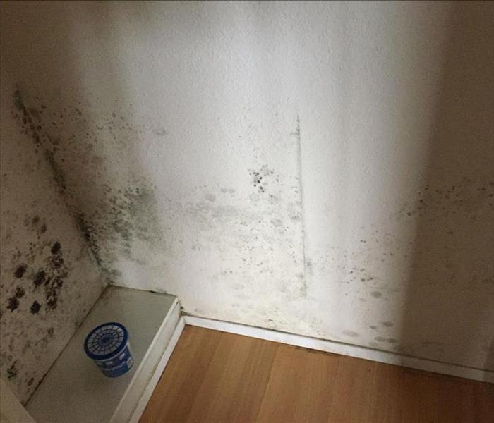 Black mold stains on walls of walk-in closet