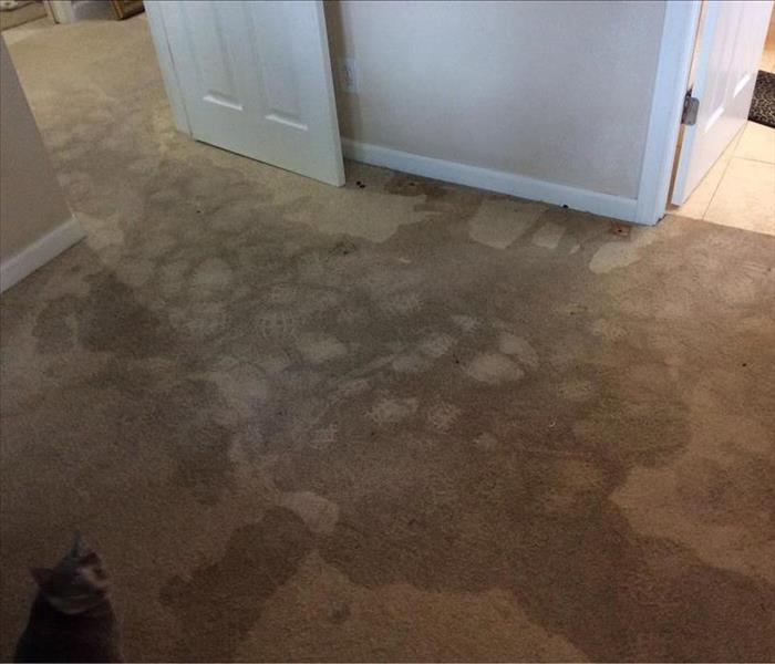 Water Marks and Stains on a Beige Carpet with the Cat looking on in the foreground